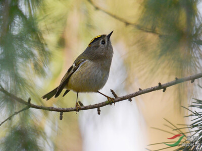 戴菊莺是卢森堡的国鸟。戴菊莺分布广泛，歌声动听，体态轻巧，惹人喜爱。