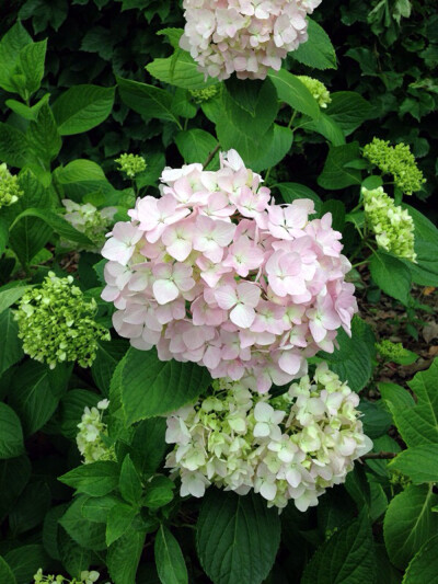紫阳花