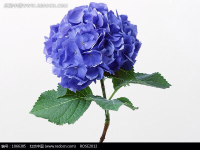 紫阳花