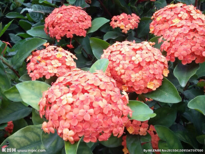 紫阳花