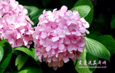 紫阳花