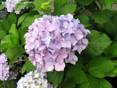 紫阳花
