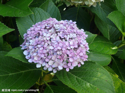 紫阳花