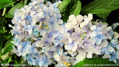 紫阳花