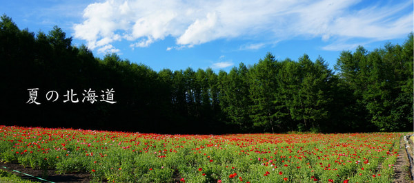 北海道的夏天很美，抛开历史包袱一起去北海道