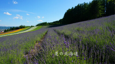 北海道的夏天很美，抛开历史包袱一起去北海道