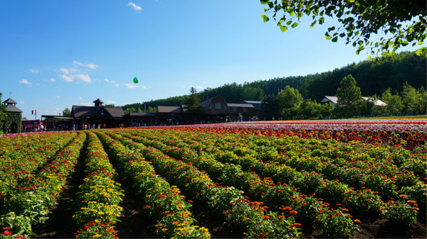 北海道的夏天很美，抛开历史包袱一起去北海道