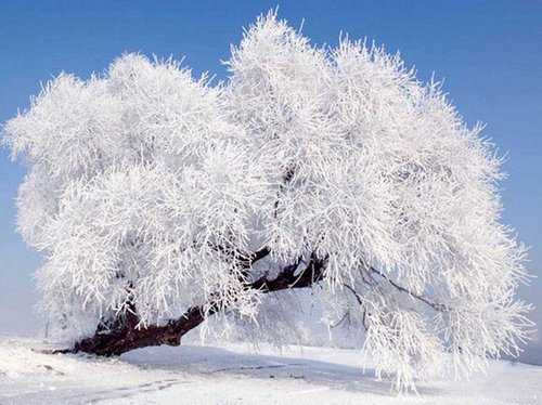 雪景