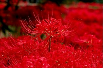  舍子花，又名“曼珠沙华”，花叶不同生。 地狱派了两个神，守护舍子花。这两个神，一神名叫曼珠，另一叫沙华。 花叶不同生，他们知道彼此都在互相守护着彼此，他们被日渐剧增的相思之苦折磨。于是，他们决定违背天神的命令。 绿色的叶衬着血红的花，当真是美。 两人一见钟情，私定终身。 天神勃然大怒，曼珠、沙华生生世世不得相见。 不料，此时却已有了两人的爱情结晶。曼陀罗，纯净无暇。 天神将曼陀罗带向天国，同时抛下这个诅咒： 生生相错，永生永世，不得相见 ………… 花语：死亡的温柔……