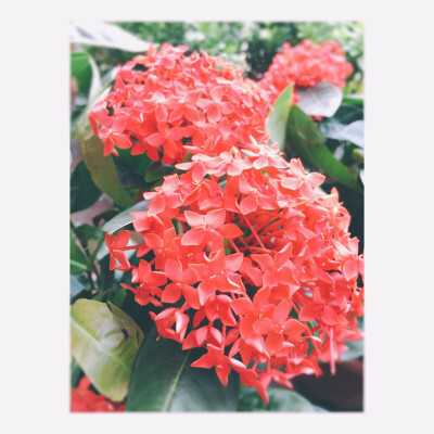 绣球一花，锦绣团圆。