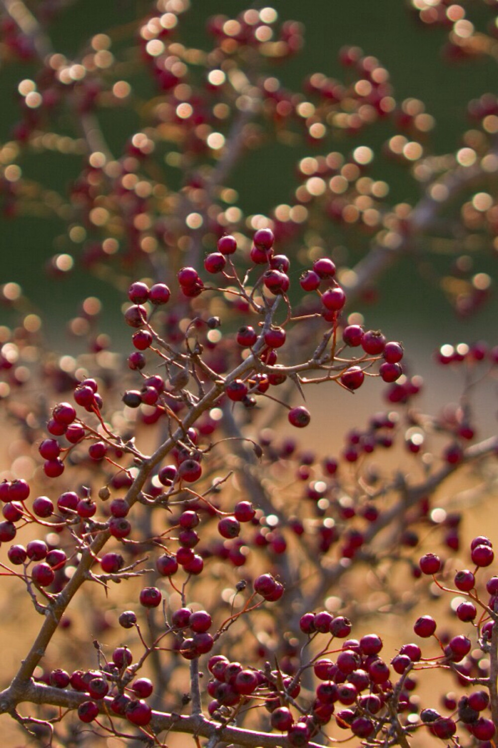 Berries in Sun 阳光下的浆果