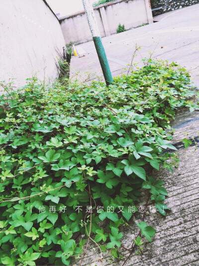 他再好，不是你的又能怎样？