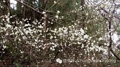 冬季正是赏梅的好时节