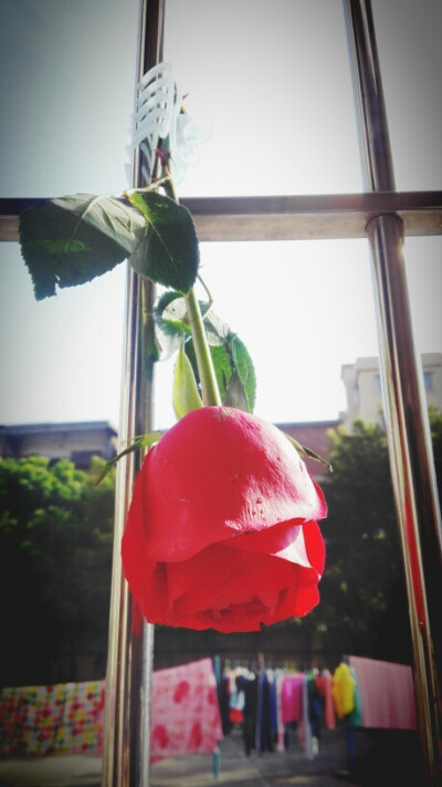 晒花干
