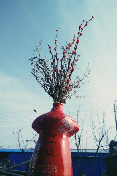 家里没有花瓶，跟爷爷要了个酒瓶子来插花。