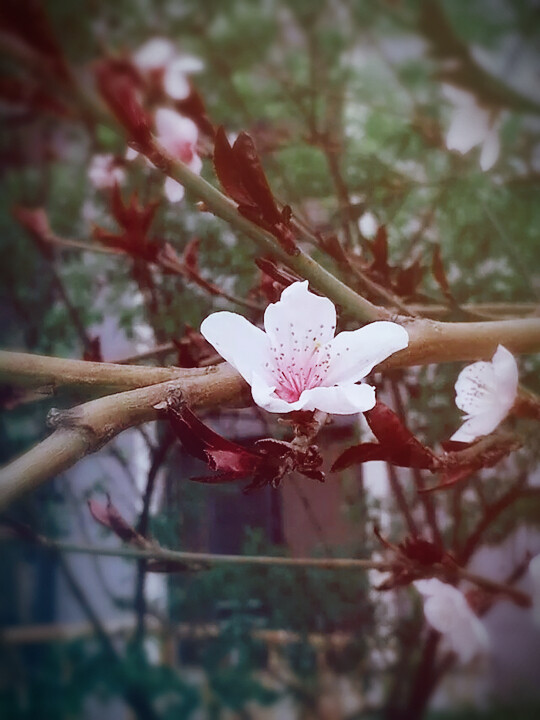 祝大家今年有桃花运~~