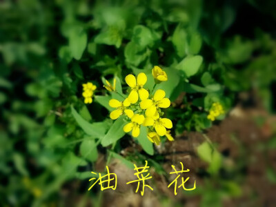 油菜花