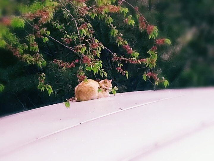 晒太阳的大肥猫