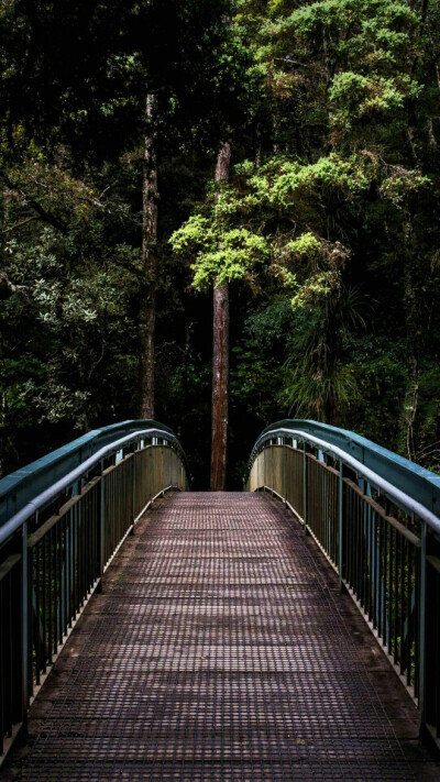 新西兰丛林。