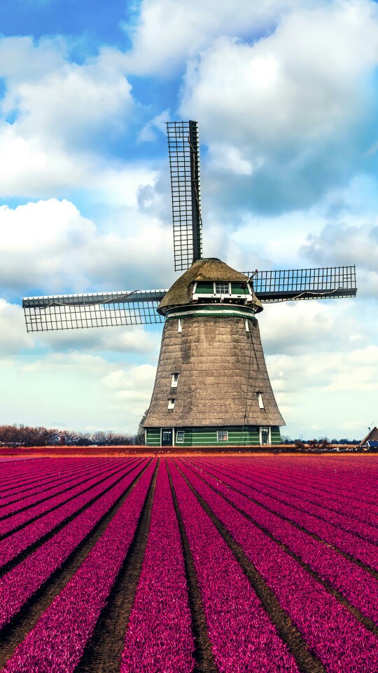 荷兰风车。