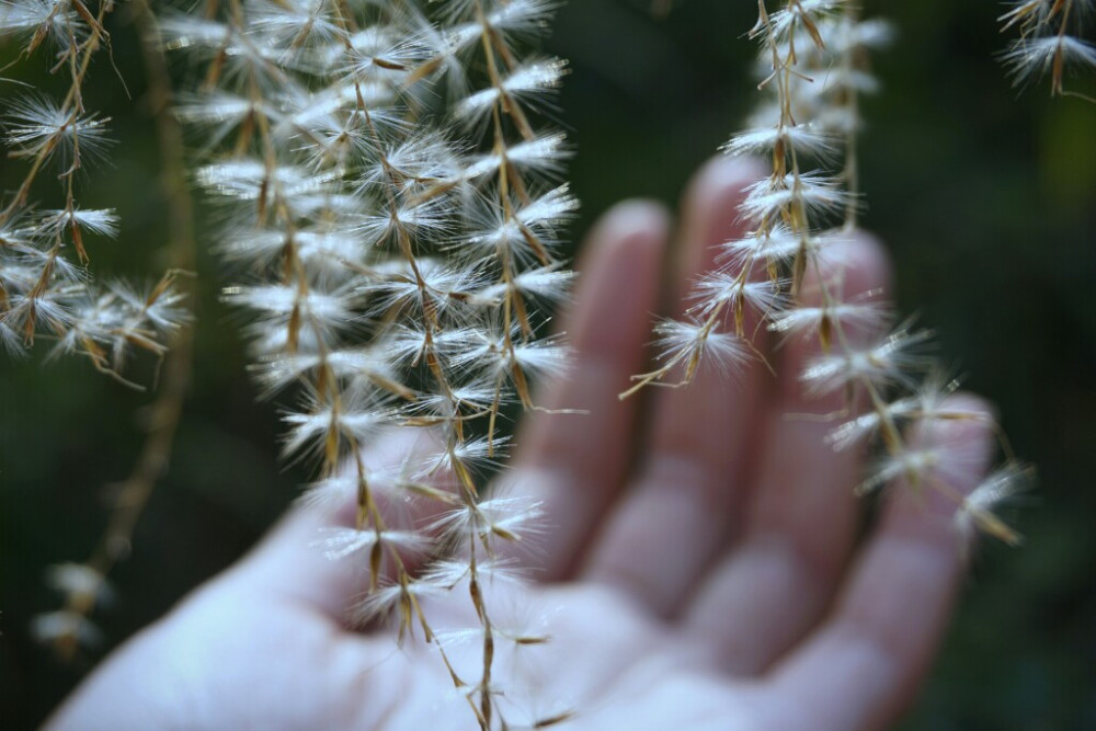 山上的一种毛茸茸的植物，它的花是一条一条的，结出种子后就变得柔软，但是叶子确实特别割手，一不小心会割出一条口子 。