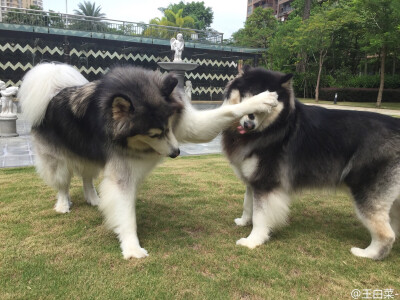 骨气&amp;amp;司令