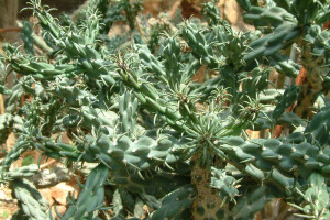 Cylindropuntia imbricata 兔子角（鬼角子），仙人掌科圆柱掌属。