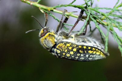 Julodis variolaris 梭梭大吉丁（天花吉丁）