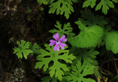 Primula palmata 掌叶报春，报春花科报春花属。