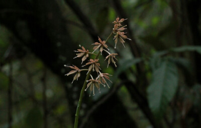 Ypsilandra thibetica 丫蕊花，丫蕊花属。