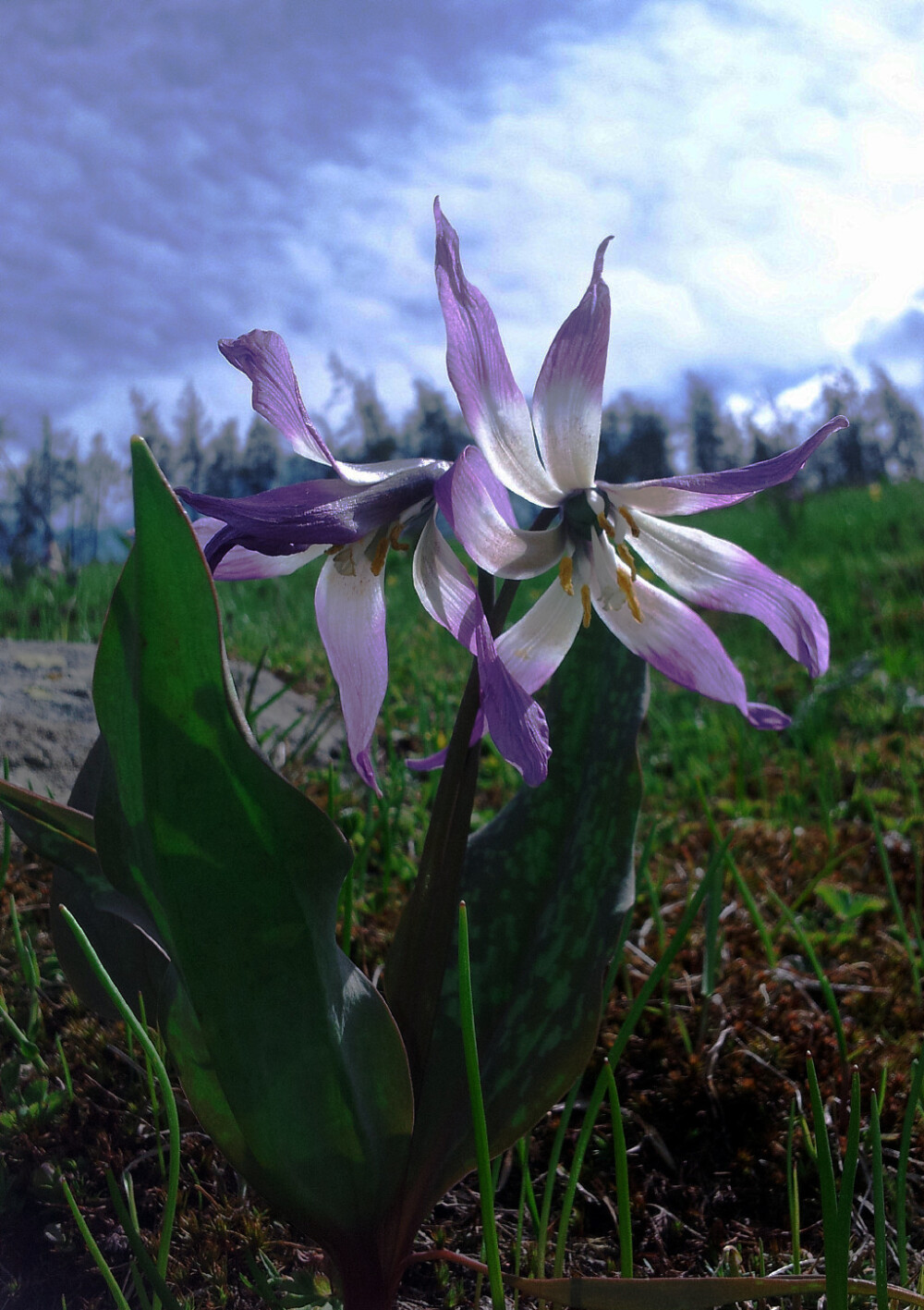 Erythronium sibiricum 新疆猪牙花，猪牙花属。