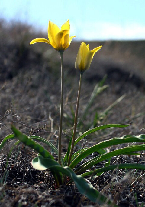 Tulipa iliensis 伊犁郁金香，郁金香属。