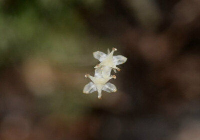 Petrosavia sp. ，无叶莲科无叶莲属。 这类矮小的腐生“草本”并没有叶绿素，从根茎叶到花朵果实都是白色的。“无叶”指的其叶子呈鳞状而没有典型的绿叶。