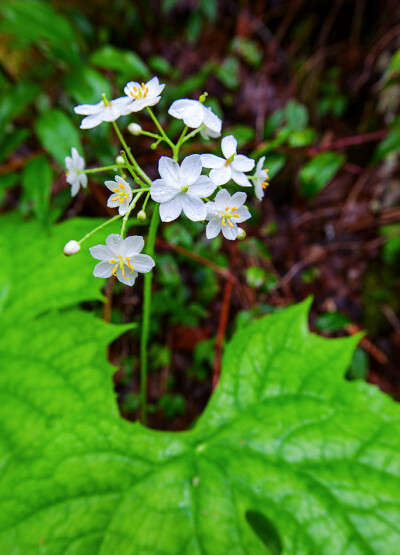 Diphylleia cymosa 伞花山荷叶，小檗科山荷叶属。有段时间红极一时的“淋了雨花瓣会变透明的神奇花朵”中的植物就是它的亲戚日本山荷叶 Diphylleia grayi ，然而淋雨后花瓣变透明这个现象在很多开白花的植物中都能出…