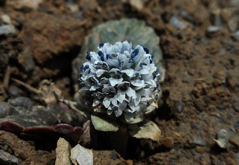 Lagotis ramalana 圆穗兔耳草，玄参科兔耳草属。