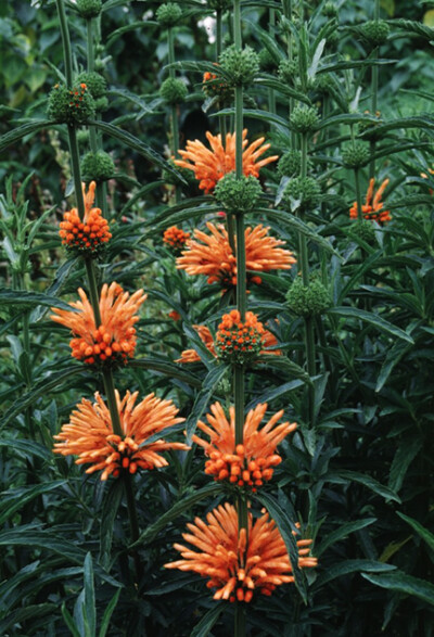 Leonotis leonurus 狮耳花，唇形科狮耳花属。