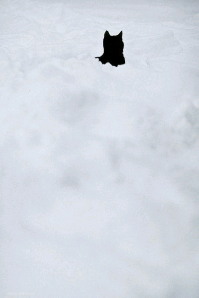 雪地喵