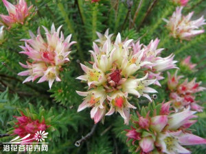 小丛红景天（学名：Rhodiola dumulosa）是景天科红景天属的植物，为中国的特有植物。分布在中国大陆的内蒙古、山西、湖北、甘肃、陕西、河北、四川、吉林、青海等地，生长于海拔1,600米至3,900米的地区，常生长在山坡石上，目前尚未由人工引种栽培。 根颈药用，有补肾、养心安神、调经活血、明目之效。