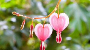 荷包牡丹，（拉丁学名：Dicentra spectabilis (L.) Lem.），原产中国、西伯利亚及日本。，喜散射光充足的半阴环境，比较耐寒。 全草入药，有镇痛、解痉、利尿、调经、散血、和血、除风、消疮毒等功效。庭园栽培可供观赏。