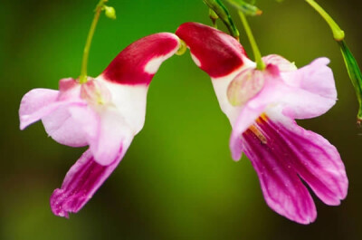 这是一种极为罕见的花，很多人仍怀疑这种花是否真的存在。泰国的鹦鹉花也被称之为“鹦鹉香脂花”，被列为濒危物种，不准带离泰国。鹦鹉花的侧面轮廓好似一只鹦鹉，也因此得名。