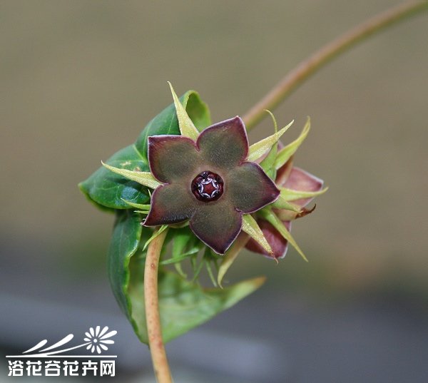         龟甲萝藦Matelea cyclophylla——萝藦科萝藦属，典型的夏型种，休眠期很长。