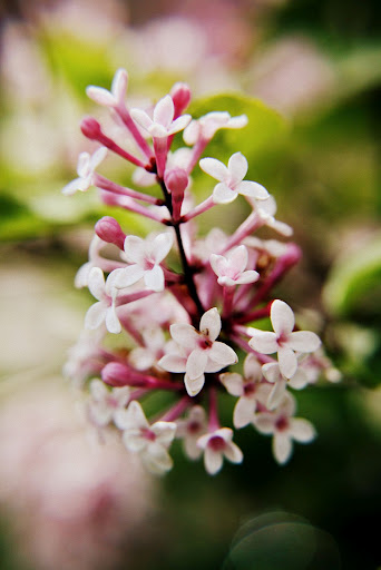 丁香花