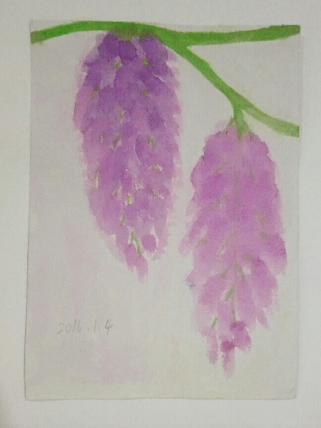 第一次画紫藤花