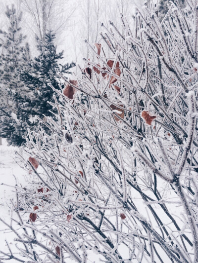 雪国雾都