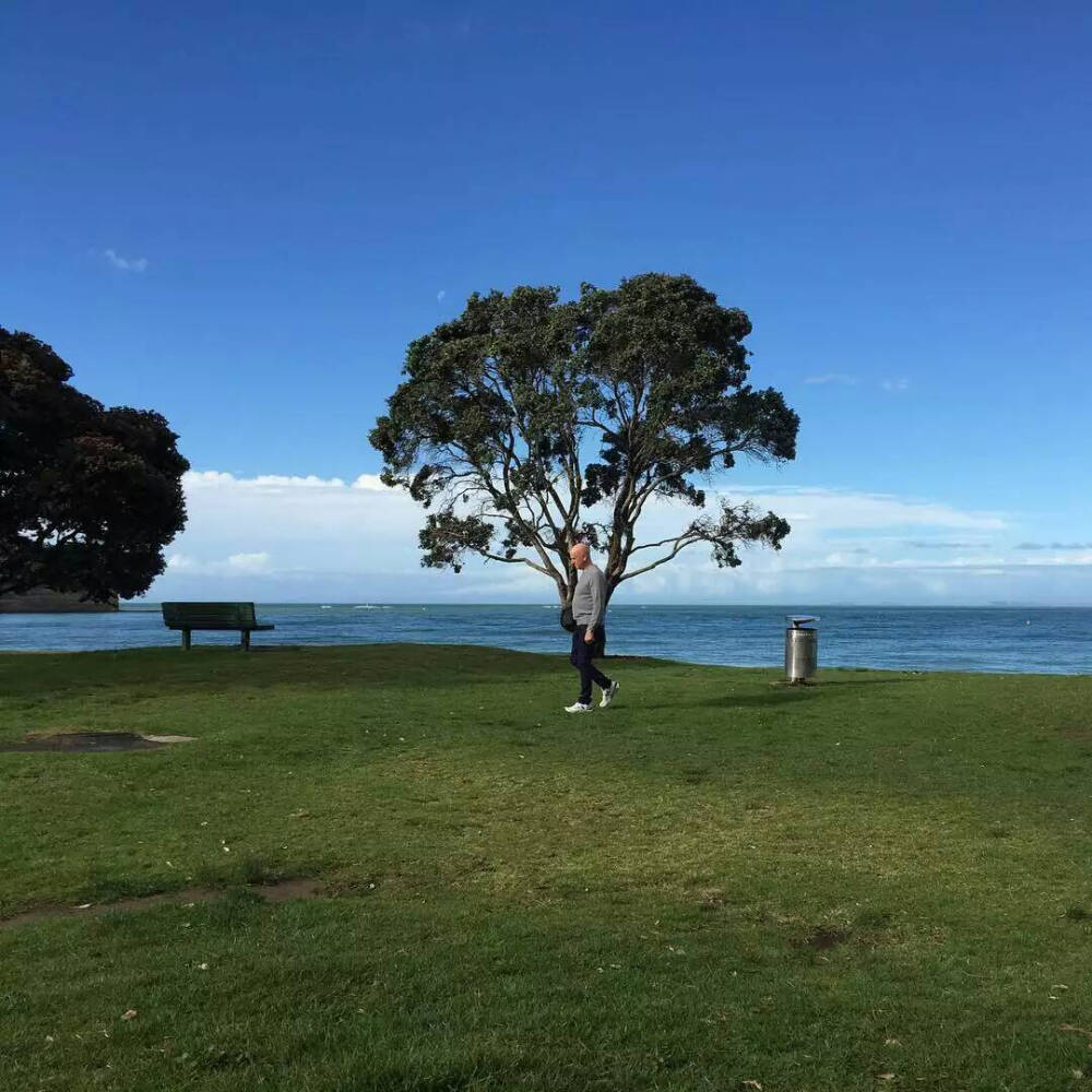 澳大利亚韩系蓝天背景图头像封面树自然天空