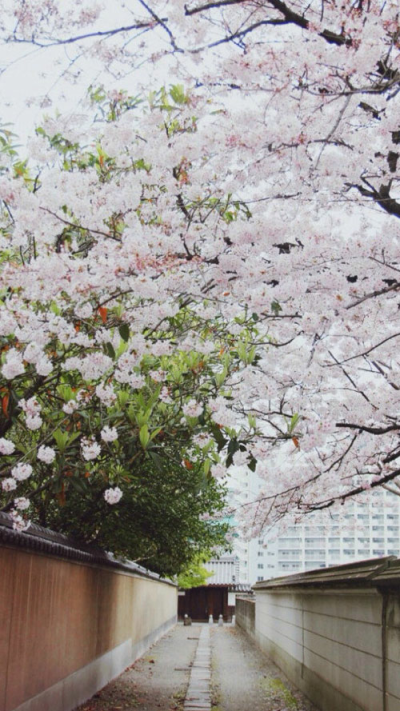 樱花樱花 街景