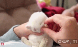 最萌的碰瓷，一碰就假装睡着，哈哈