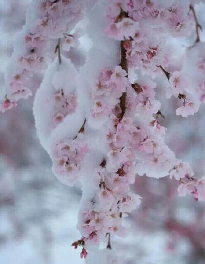 冬天的花也有勇敢，只要是有生命的物，都有热血勇敢