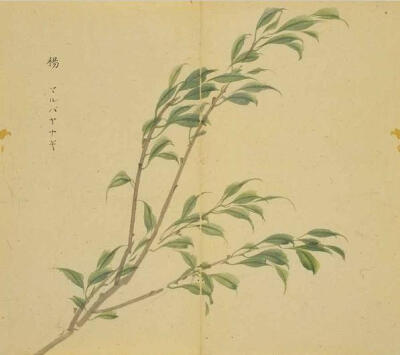 诗经中的植物：杨树枝。《诗经．陈风．东门之杨》：东门之杨，其叶牂牂，昏以为期，明星煌煌。东门之杨，其叶肺肺，昏以为期，明星皙皙。| 图选自《诗经名物图解》，由日本江户时代的儒学者細井徇/細井東陽撰绘，其…