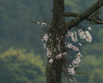 野生植物